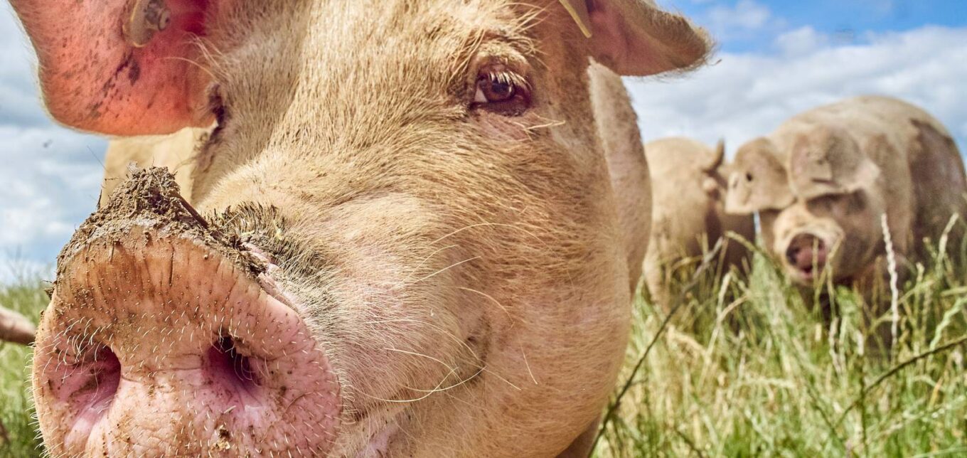 Heritage Pig Breeds for Pork, Plowing and More – Mother Earth News - Vimarsana News